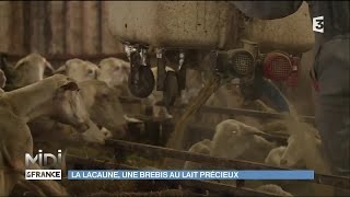 La Lacaune une brebis au lait précieux [upl. by Kurman870]