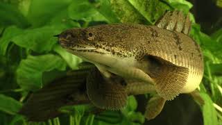 Secrets of the Polypterus [upl. by Anilatsyrc523]