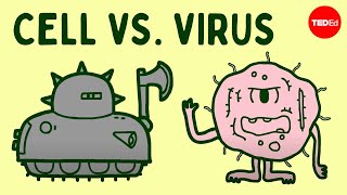 Cell vs virus A battle for health  Shannon Stiles [upl. by Edna]