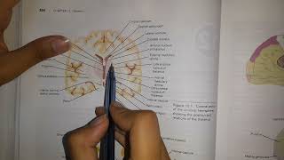 Anatomy of Thalamus  Anterior and Dorso medial nucleus [upl. by Aneetsirhc682]