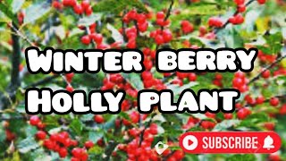 PLANT OF THE MONTH WINTERBERRY HOLLY [upl. by Hymen]