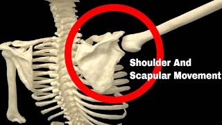 The Importance Of Shoulder And Scapular Movement [upl. by Annaliese94]