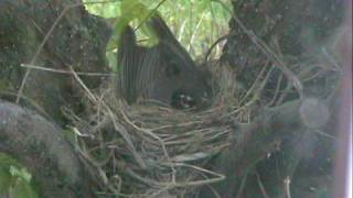 Bird Building Nest [upl. by Far]