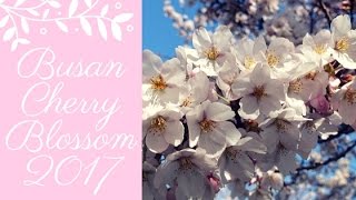 BUSAN CHERRY BLOSSOM [upl. by Anikes]