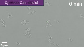 Time lapse video 2 of 2 Saureus treated with synthetic cannabidiol [upl. by Telford]