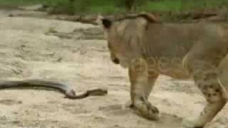 lion vs serpent أسد مقابل ثعبان [upl. by Iras]