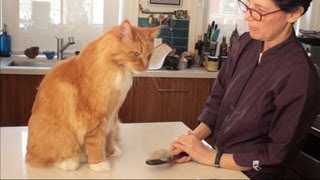 Maine Coon Cat Grooming with The Pet Maven [upl. by Presley236]