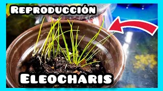 Eleocharis 💙 Reproducción de plantas Acuáticas [upl. by Yacov]