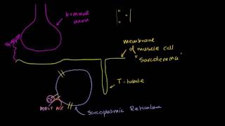 Role of the sarcoplasmic reticulum in muscle cells  NCLEXRN  Khan Academy [upl. by Einahteb]