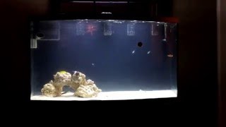 Bow Front Aquarium Custom Build [upl. by Edmund981]