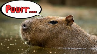 Capybara Sounds amp Facts for Kids [upl. by Anihsak]