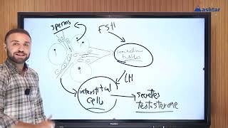 الصف الثالث الثانوي بايولوجي  Gonadotropic Hormones in Male [upl. by Crim]