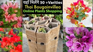 Bougainvillea की Hybrid Varities यहाँ से ख़रीदें  Online Bougainvillea Plant Shopping And Unboxing [upl. by Emily]