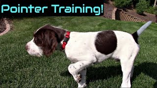 Wing Training a Pointer Puppy [upl. by Ereveniug]