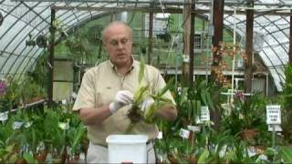 Orchid Potting Demonstration 2 [upl. by Asital]