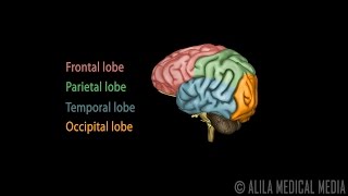 Neuroscience Basics Human Brain Anatomy and Lateralization of Brain Function 3D Animation [upl. by Atteve]