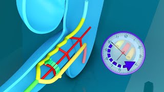 3D Midgut Embryology  Rotation of Midgut in 3D  Physiological Umbilical Hernia and Intestines [upl. by Richter]