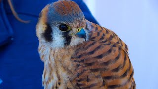 Falconry Kestrel success secrets part 1 [upl. by Branden367]