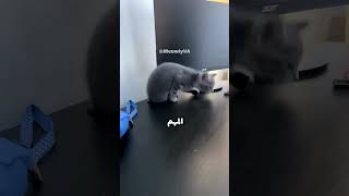 ⭐لما أصلح الواي فاي في البيت ⭐ اكسبلور funny catvideos catmeme [upl. by Ardnalak]