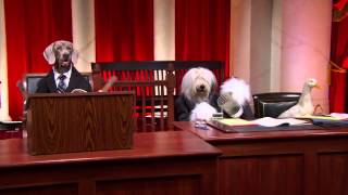 Supreme Court Dogs  Holt v Hobbs RealAnimalsFakePaws PawJustice [upl. by Allisurd430]