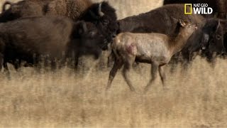 Des bisons tuent un wapiti [upl. by Ned989]