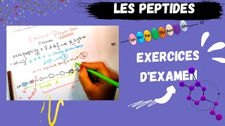 📣PEPTIDS Exercice dexamen des Amino acids amp Peptids😍 PEPTIDSMEDECINE​ BIOLOGY [upl. by Teleya698]