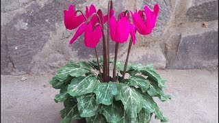 ABC TV  How To Make Cyclamen Plant With Crepe Paper  Craft Tutorial [upl. by Goldarina]