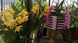 Beautiful Dendrobium Moschatum and Aerides multiflora orchid bloom in my garden garden [upl. by Elem]