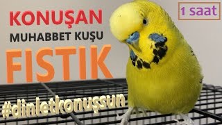 Konuşan Muhabbet Kuşu Fıstık Özel 3  1saat  Kafana takma dinlet konuşsun dinlet çıldırsın [upl. by Amoihc]