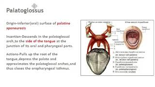 Muscles of soft palate Levator veli palatini palatoglossuspalatopharyngeusmusculus uvulae detail [upl. by Alesiram]