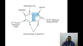 L4 And L5  Metabolism Of Purines And Pyrimidines [upl. by Palladin832]