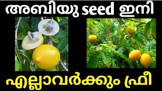 അബിയു ഇനി എല്ലാവർക്കും  Abiu seed care [upl. by Aittam]