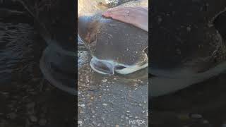 Bat Ray off the hook trending nature 1million fishing [upl. by Francine367]