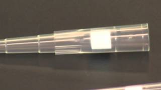 Using a Micropipet [upl. by Sharyl]