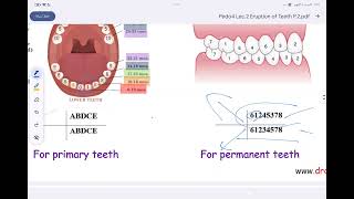 pediatric dentistry lec 2  eruption of teeth مرحلة رابعة طب اسنان [upl. by Mandy63]