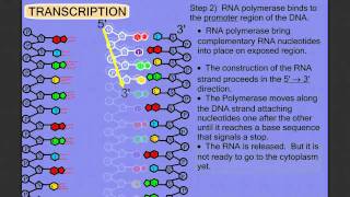 Protein Synthesis Stage 1 Transcription [upl. by Nirmak]