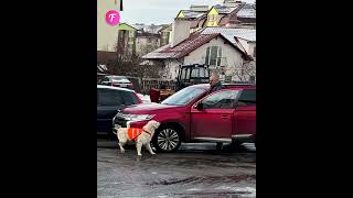 Guide dog bravely halts traffic for owner shorts [upl. by Dnaleel]