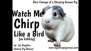 Guinea Pig Chirping Like a Bird [upl. by Eduj]