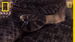 Rattlesnake vs Rat  National Geographic [upl. by Badr633]