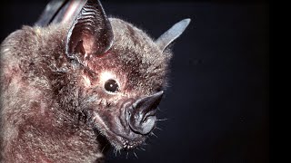 How do Bats Hunt Their Prey Top Bat  BBC Earth [upl. by Dare649]