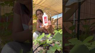 DIY Mealybug Treatment  Cheap and Effective that works 100 gardening remedy natural diy [upl. by Ecnarrat260]