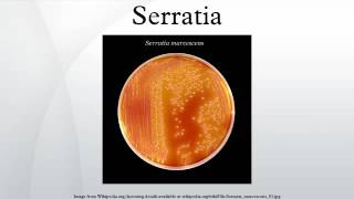 Serratia [upl. by Asilla780]