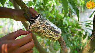 A great way to propagate your lychee tree by air layering [upl. by Ahsinnor108]