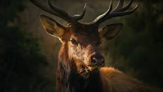 Sound Of Deer  Stag Bellowing Sound Effect  Buck Calling [upl. by Ahsert]