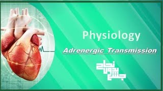 Adrenergic Transmission Physiology L8 [upl. by Ecad]