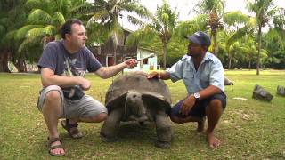 Giant tortoises of the Seychelles [upl. by Aicinoid826]