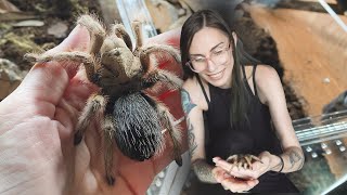 CUTE amp FLUFFY tarantula unboxing pure blood Mexican species [upl. by Lau]