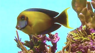 クログチニザ Chocolate surgeonfish Acanthurus pyroferus [upl. by Thurlough602]