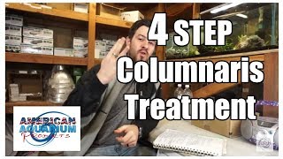 How to 4 Steps Columnaris Treatment Fish Bacterial Infection [upl. by Retseh718]