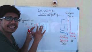 Ion exchange chromatography  cation exchange chromatography and anion exchange chromatography [upl. by Burkley]